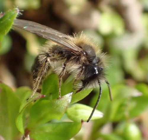 Réf. 276 204 : Andrena sp.
